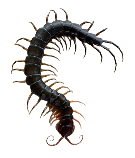 an centipede