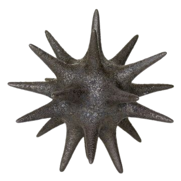 a sea urchin